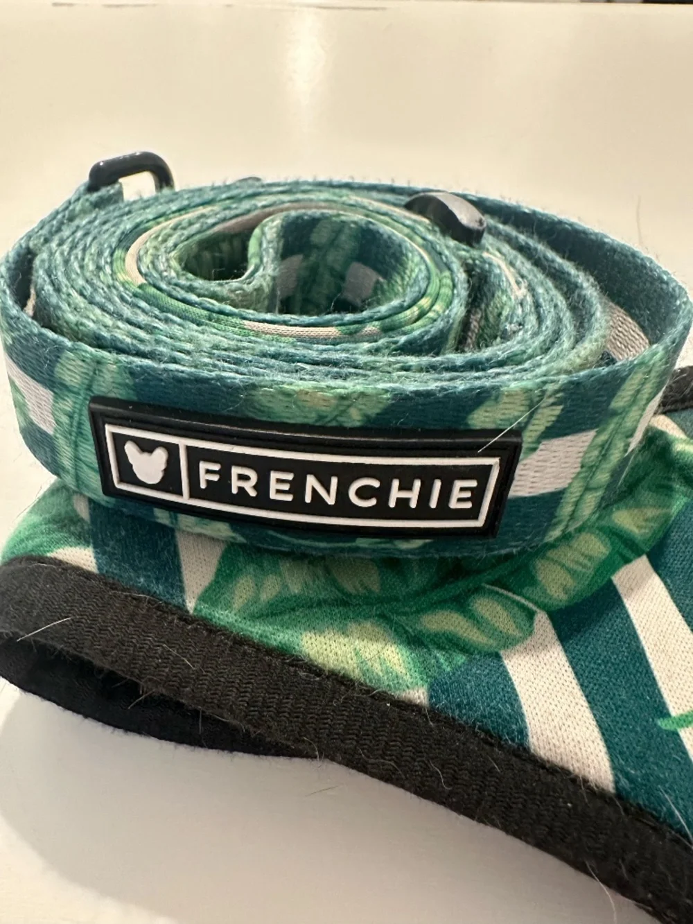 Frenchie Bulldog frenchie duo